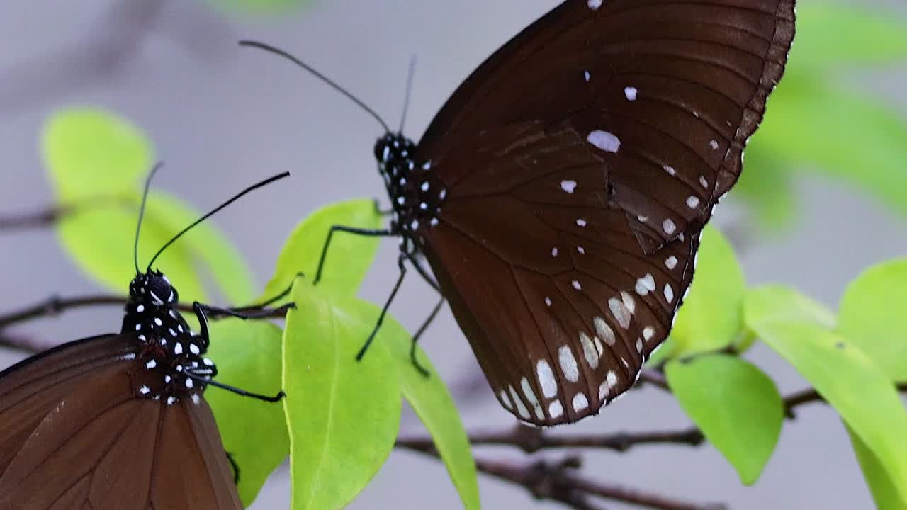 mariposa descansando en las hojas verdes en un parque