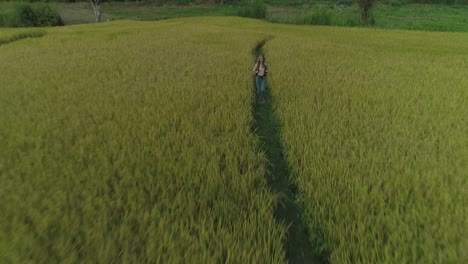 Feliz-Mochilero-Rubio-Caminando-Por-El-Sendero-A-Través-Del-Campo-De-Arroz,-Aéreo