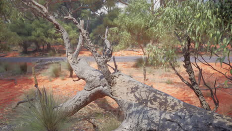 australian outback landscape with fallen tree