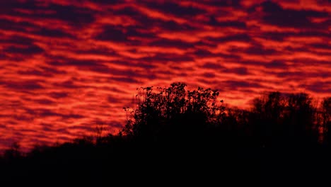 toma manual de árboles silueteados frente a nubes estratocúmulos rojas ardientes que se mueven rápidamente al atardecer