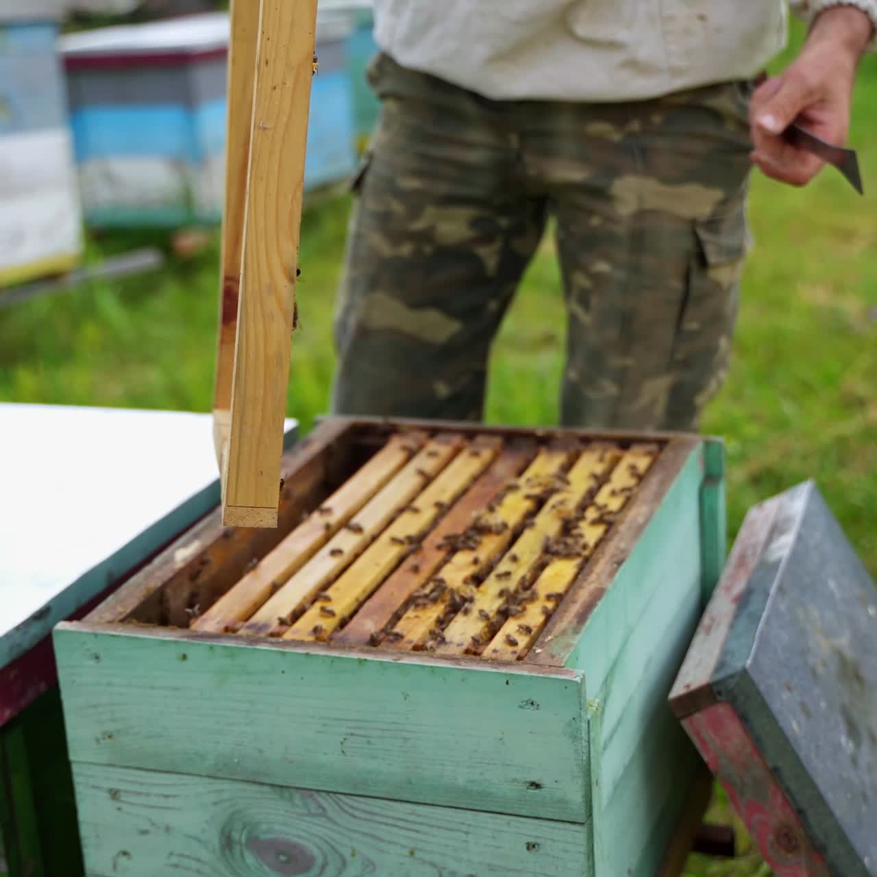 Beekeeper opens beehive. Apiculturist working on apiary with hives. Farmer using special tool opens beehive. Beekeeping concept.