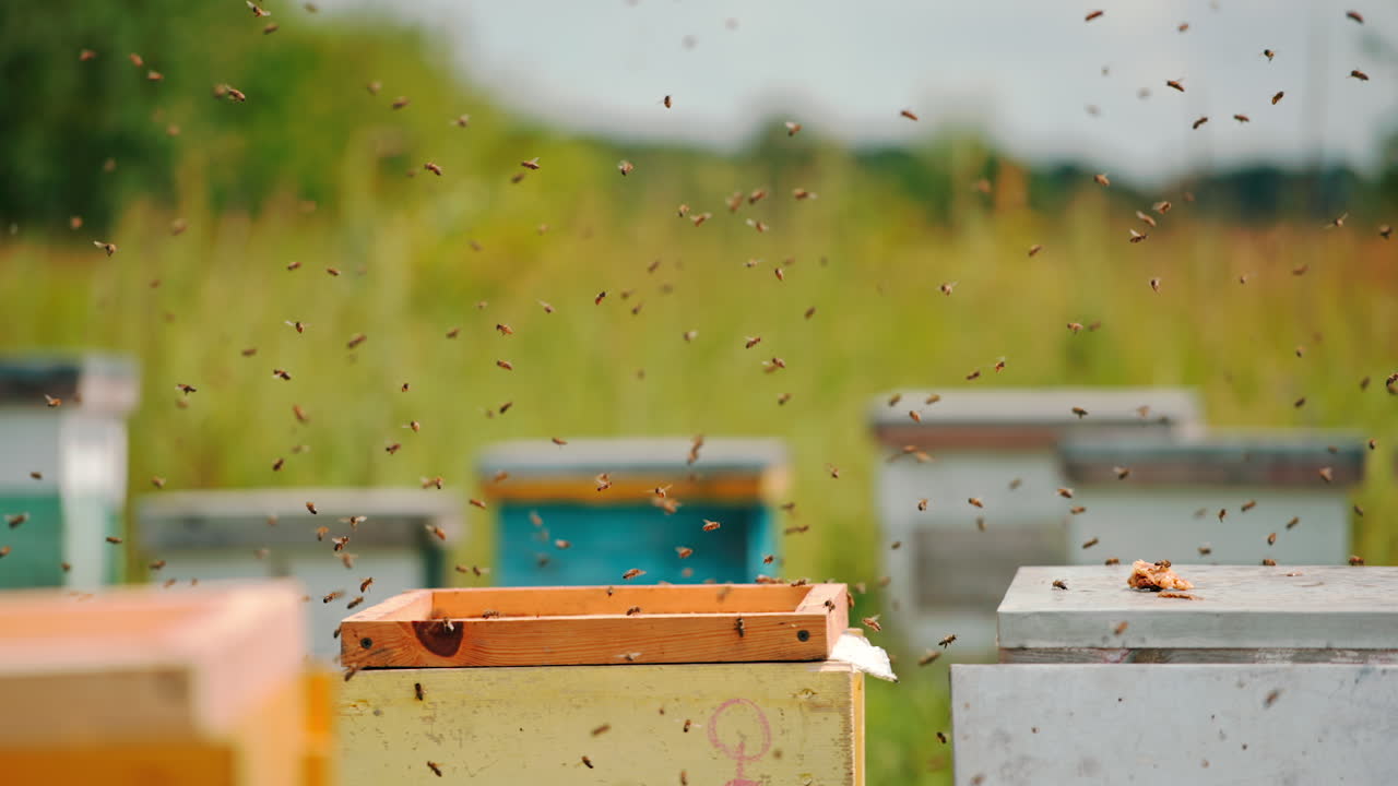 Annoyed bees flying quickly around the apiary. Disturbed honey insects moving above the wooden hives. Blurred backdrop.