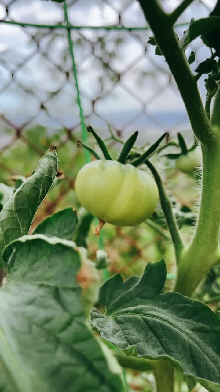 정원에서 자라는 초록색 토마토
