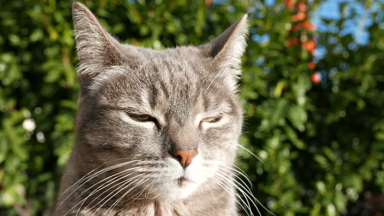 gato doméstico en el jardín de la casa. movimiento lento.