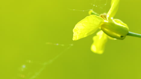 Una-Foto-Macro-De-Una-Sola-Flor-De-Colza-Amarilla-Con-Un-Fondo-Verde-Borroso,-Que-Muestra-Detalles-Finos-De-Los-Pétalos-Y-El-Tallo