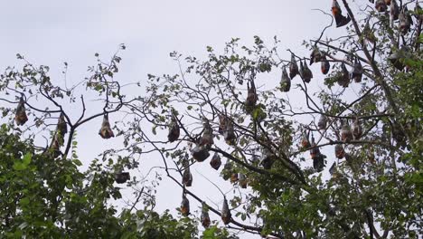 colonia de murciélagos durante el día colgando al revés de los árboles australia gippsland victoria maffra