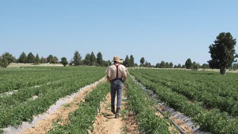 man walking tomato garden