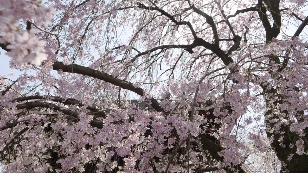 Incredible slow motion push in underneath weeping Sakura tree in slow motion