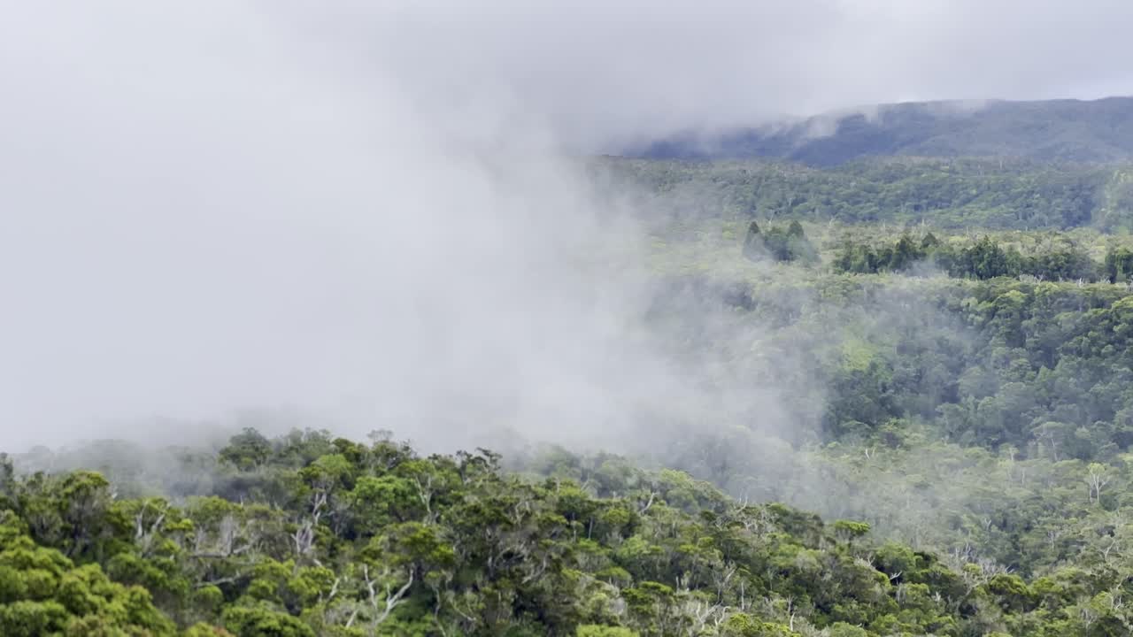 Cinematic long lens shot of thick fog over the lush rainforest of the Na Pali mountains at the top of Waimea Canyon on the island of Kaua'i, Hawai'i