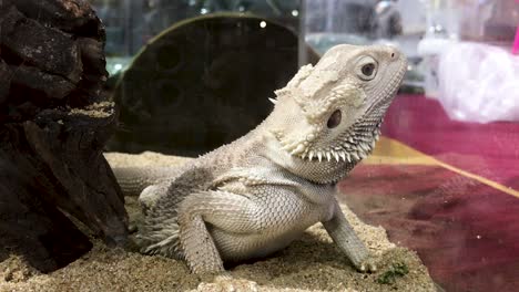 close up white iguana in box