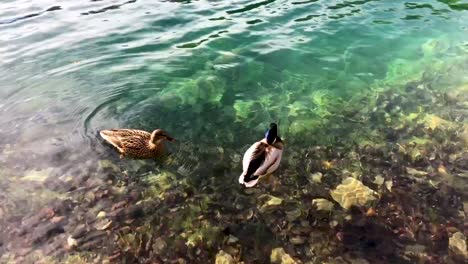 patos flotan en los lagos de plitvice np croacia