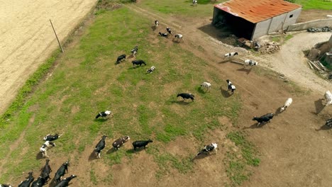 Luftaufnahme-Der-Kuhfarm.-Ländliche-Landschaft