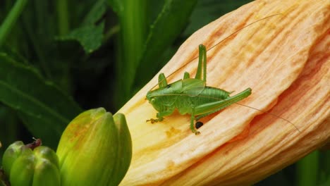 Saltamontes-Verde-Sobre-Pétalos-De-Flores-Amarillas-Con-Frutas