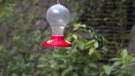 humming birds flying around feeder in humming bird garden