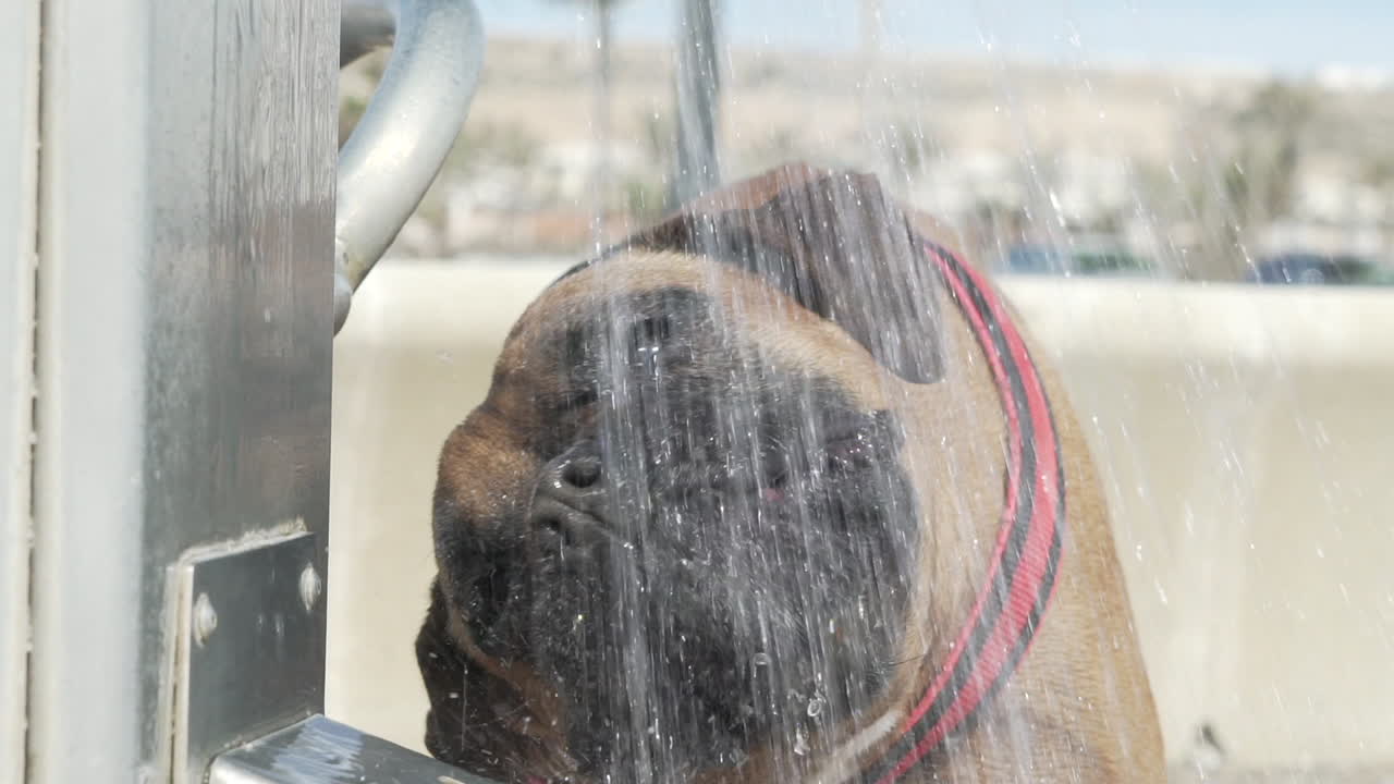 Boxer dog drinking water, slow motion