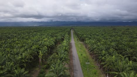 panoramic aerial view of palm trees on a palm oil plantation in costa rica