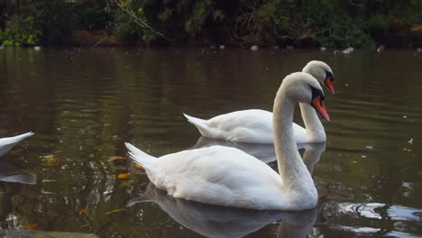 Höckerschwäne-Am-Teich-Im-Boscawen-Park-In-Truro,-Cornwall,-Großbritannien