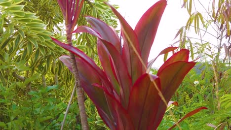 HD-Hawaii-Kauai-slow-motion-boom-up-from-plants-with-red-leaves-to-reveal-a-cove-and-mountainous-coastline-in-the-distance-with-mostly-cloudy-sky