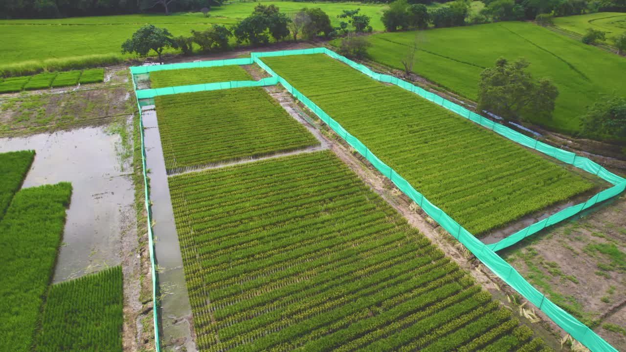 vista general voladora de los campos de arroz en américa del sur