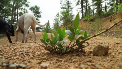 a ground-perspective of a dog taking steps on the forest floor.