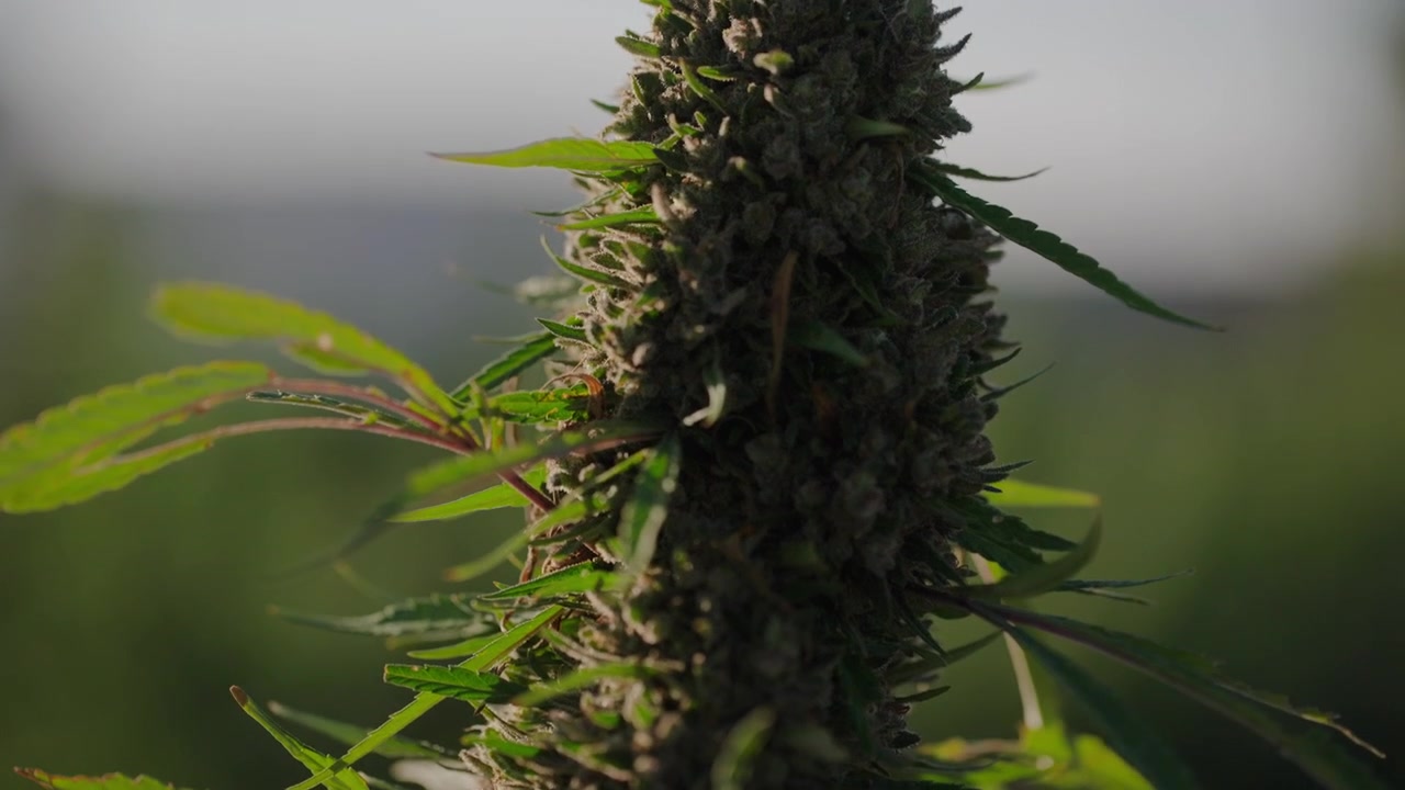 Piantagione di cannabis nel Colorado sud-orientale all'alba.
