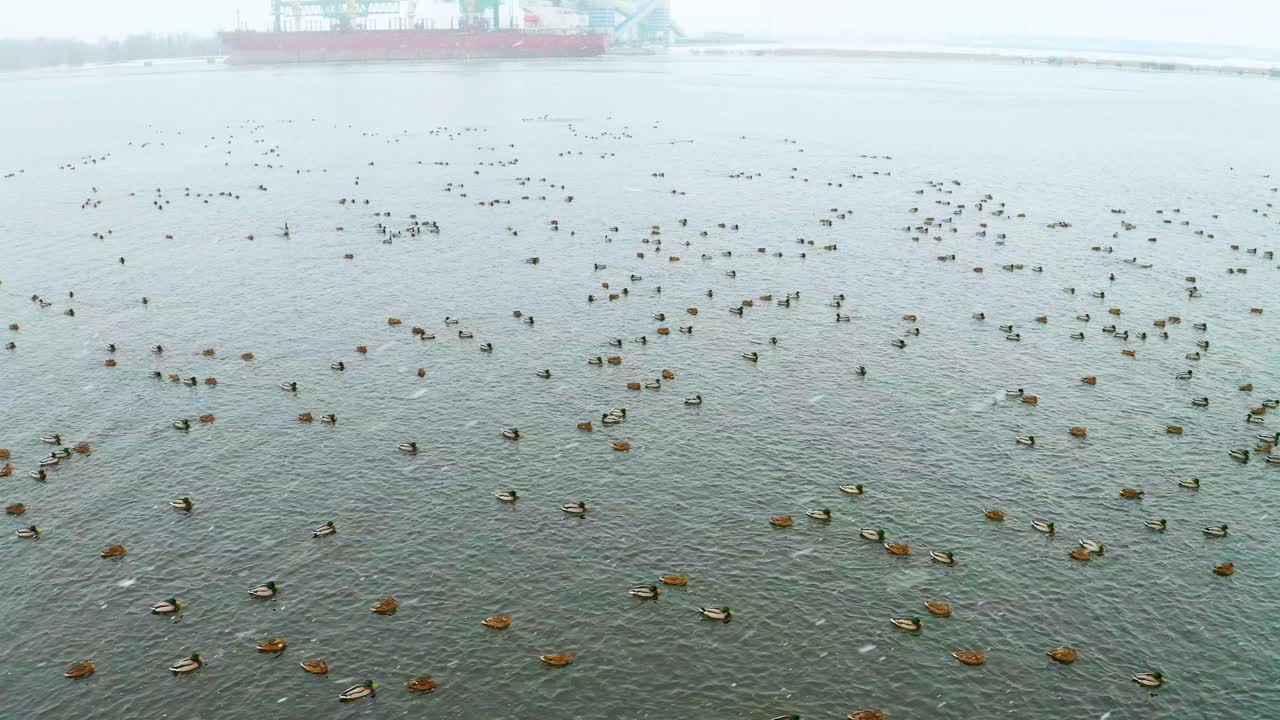 겨울에 항구에 많은 오리들이 배를 배경으로 낮은 비행