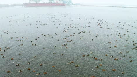 Muchos-Patos-En-El-Puerto-En-Invierno-Con-Barcos-En-El-Fondo,-Paso-Elevado-Bajo