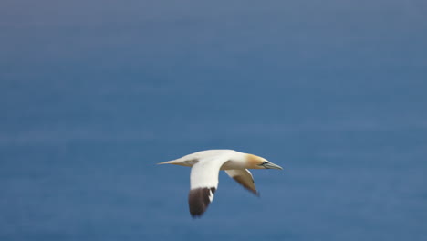 Gannet-Norteño-En-Vuelo-Con-Un-Fondo-De-Cielo-Azul-En-Ile-Bonaventure-En-Percé,-Québec,-Canadá