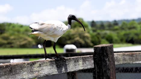 bird perches, then flies off fence