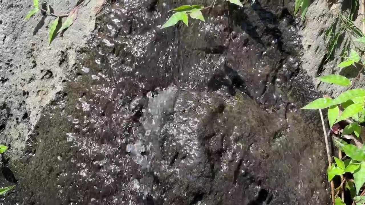 Acqua limpida che scorre su una roccia scura e muschiosa nella natura