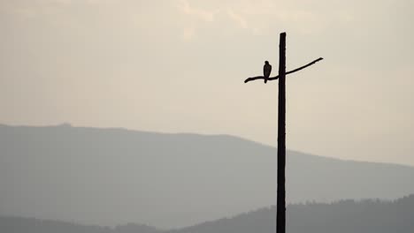 Hawk-perching-on-a-cross-shaped-utility-pole-against-a-background-of-mountains