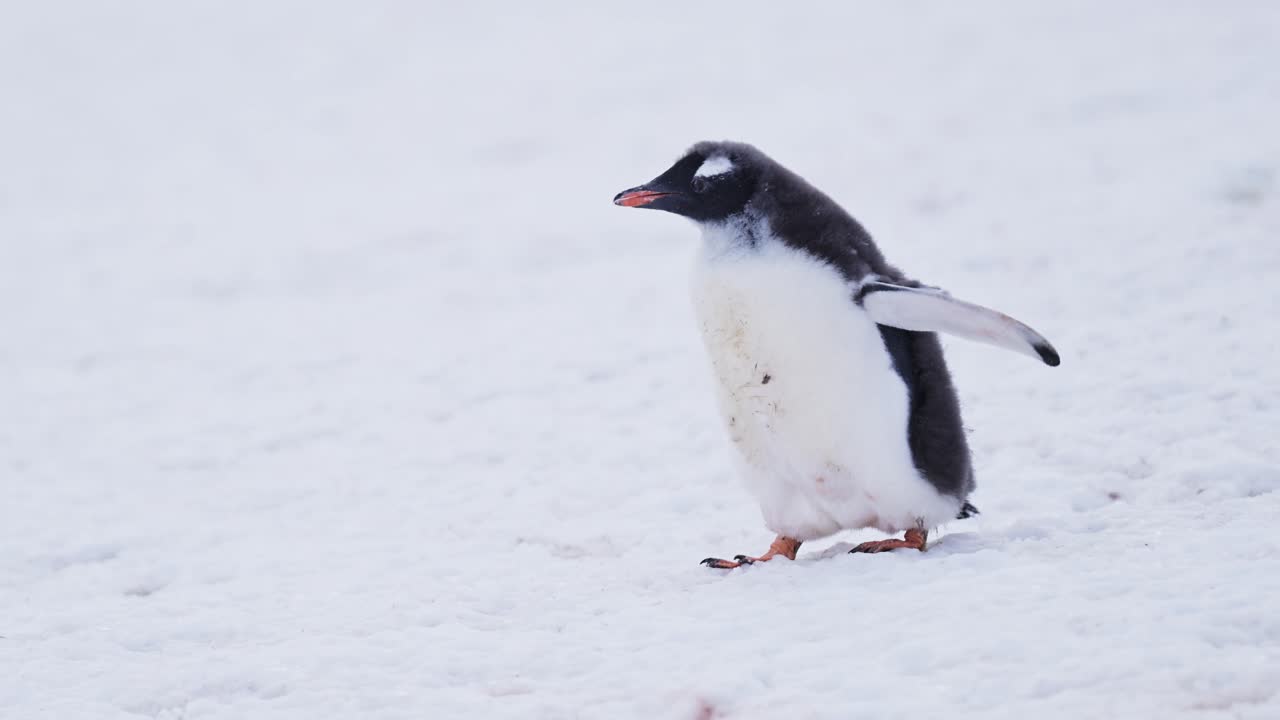 joven bebé pingüino caminando en la nieve en la antártida vida silvestre y vacaciones de animales en la península antártica, retrato de cerca de pingüinos gentoo bebés en el invierno en una colonia de hielo nevado