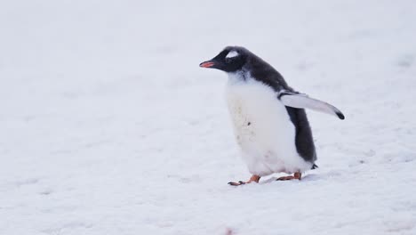 cute young baby penguin chick walking in snow on antarctica wildlife and animal vacation on antarctic peninsula, close up portrait of gentoo penguins babies in the winter in a snowy icy colony