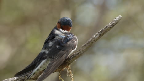 welcome swallow bird on tree branch preening its feathers