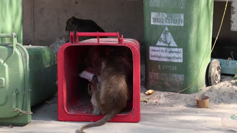 monkey enters and investigates a red container.