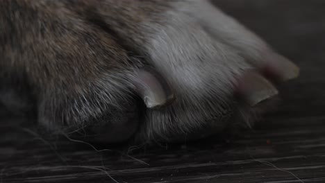 closeup of dog paw vibrating and moving, clean cut nails