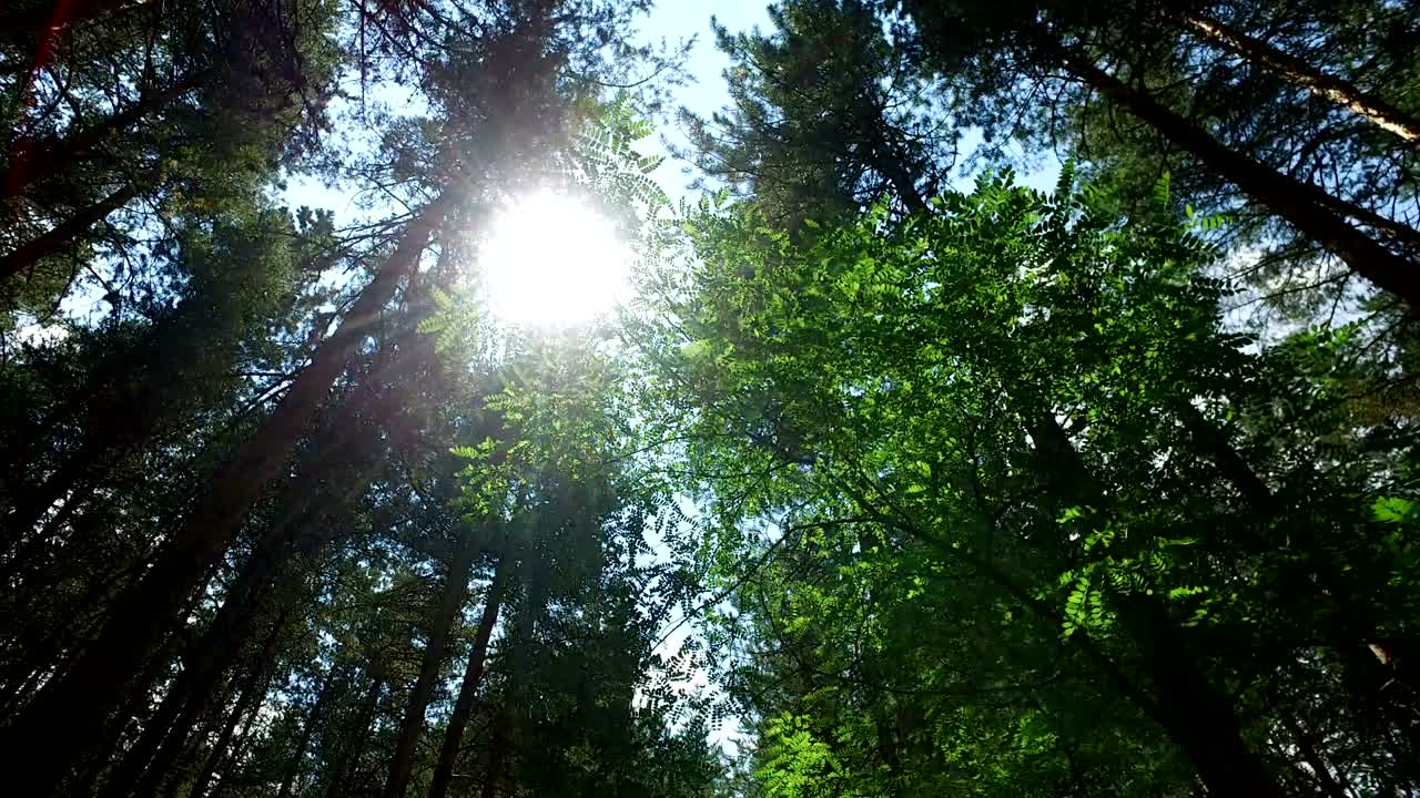 Sun Glimmering through branches Ferns tracking, dolly shot, 4k