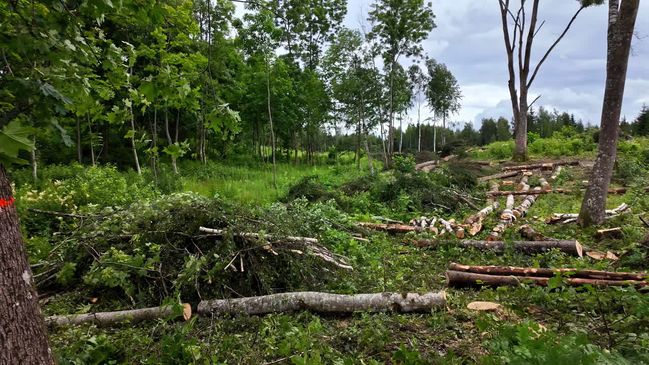 vista en cámara lenta de la deforestación en un bosque durante el día