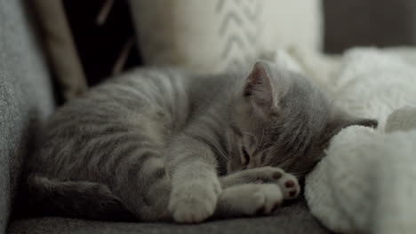 Un-Pequeño-Gatito-Doméstico-Gris-Claro-De-Pelo-Corto-Durmiendo-Profundamente-En-Un-Sofá-De-La-Sala-De-Estar-Y-Soñando-Durante-El-Día