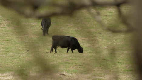 Black-Cows-Grazing---Telephoto-Through-Trees