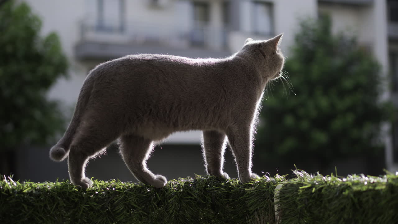 gato azul británico de pelo corto caminando por la cornisa de la terraza, la cornisa cubierta con césped artificial