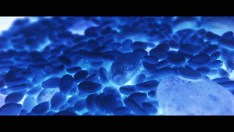 close-up of mixed nuts under blue light