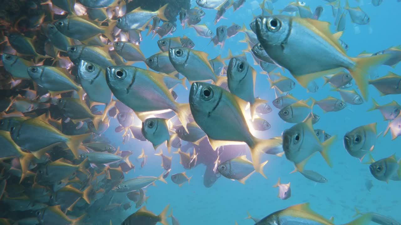A scuba diver operating an underwater camera set-up attached with bright lights swims slowly through a large school of darting fish as he captures and records the underwater action