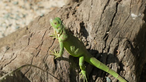 iguana verde descansando en la luz del sol en el tronco de un árbol viejo