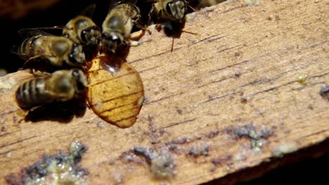 primer plano de las abejas melíferas alimentándose de miel