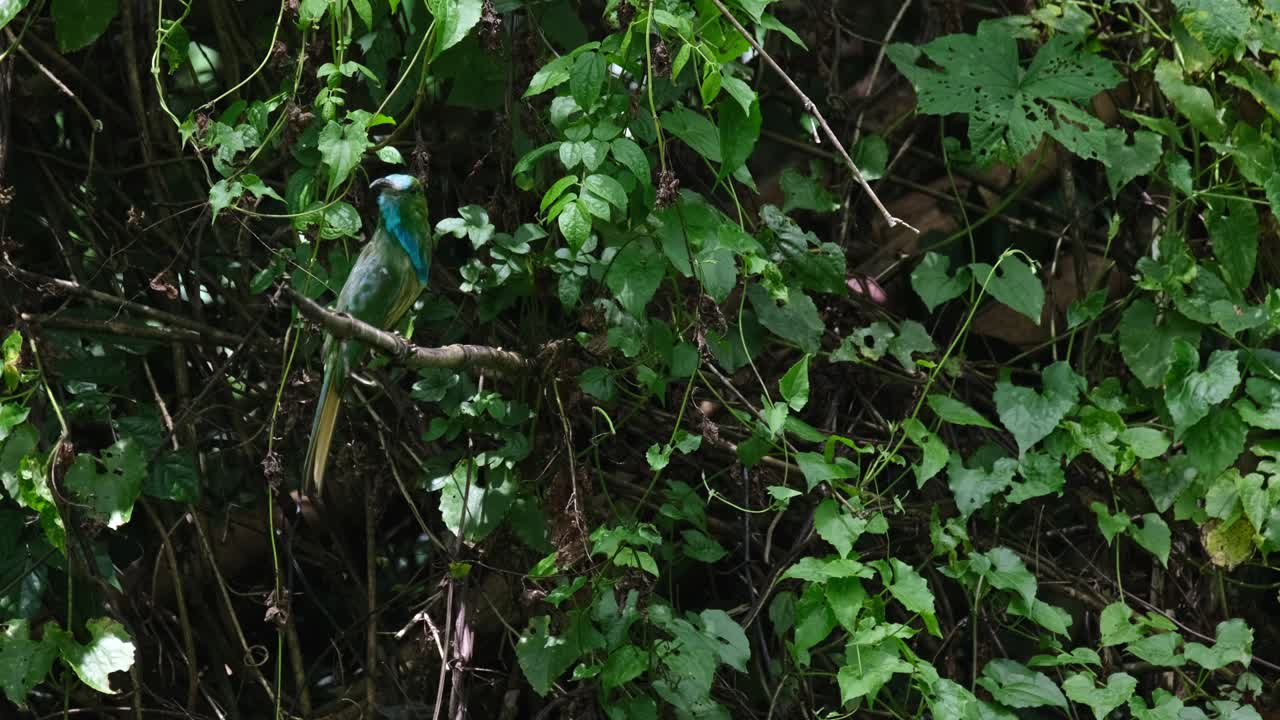 girando la cabeza en busca de la abeja perfecta para comer, el comedor de abejas de barba azul nyctyornis athertoni, tailandia