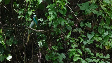 Girando-La-Cabeza-Buscando-La-Abeja-Perfecta-Para-Comer,-El-Abejaruco-De-Barba-Azul-Nyctyornis-Athertoni,-Tailandia