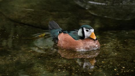 Afrikanische-Zwerggans-Schwimmt-Auf-Dem-Wasser