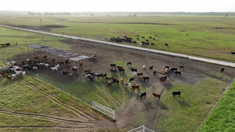 calves and heifers graze on grassland in rural usa