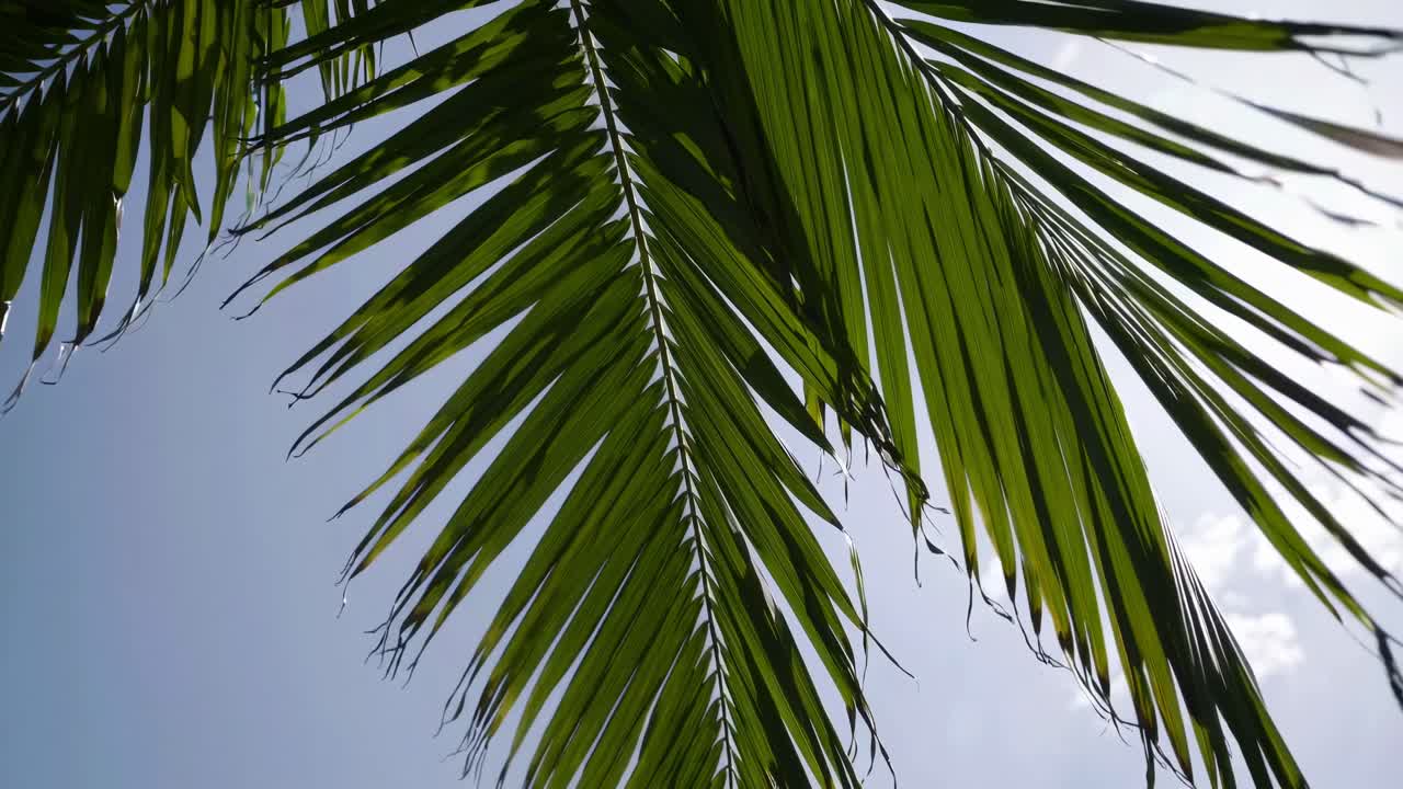 明るい空を背景に、ローアングルで捉えられたヤシの葉のクローズアップビデオ。